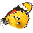 https://mlv7gfuujk4p.i.optimole.com/w:auto/h:auto/q:mauto/f:avif/https://pawesomepuzzle.com/wp-content/uploads/2019/08/butterfly.png